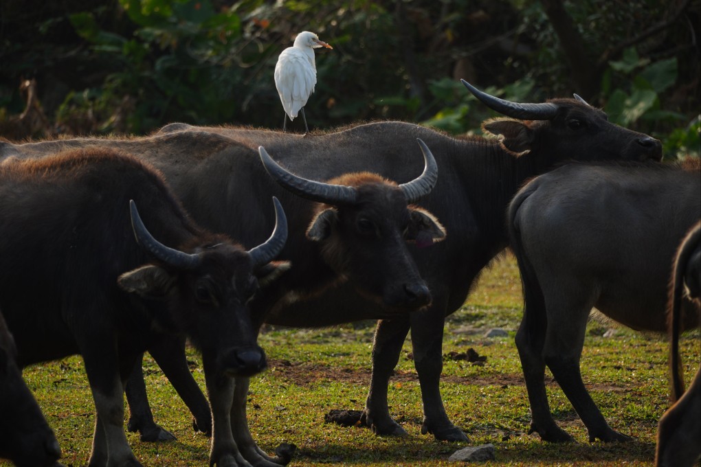 Buffaloes foraging in  Pui O on Lantau Island. Photo: Sam Tsang