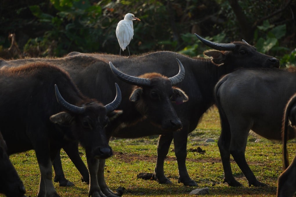 Buffaloes foraging in Pui O on Lantau Island. Photo: Sam Tsang