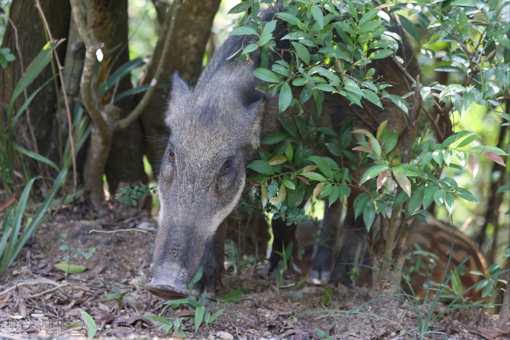 A wild boar noses its way around Mount Parker Road Green Trail in Tai Tam Country Park on July 27. Photo: Nora Tam
