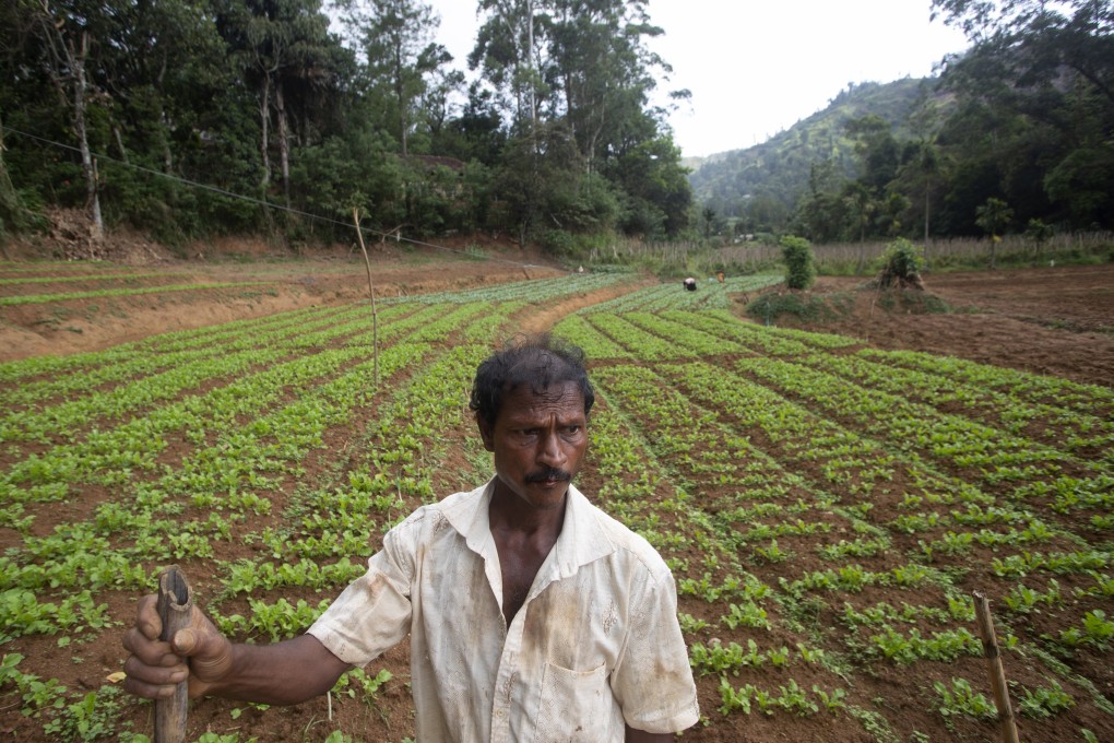 A Sri Lankan vegetable farmer stands in a newly prepared tomato bed in July amid the government’s ban on imports of agrochemicals. Photo: AP