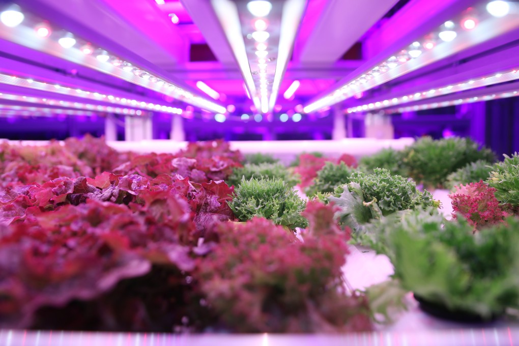 An indoor farm in Tai Po. Technology is used to control and optimise growing conditions including lighting, humidity and temperature. Photo: K.Y. Cheng