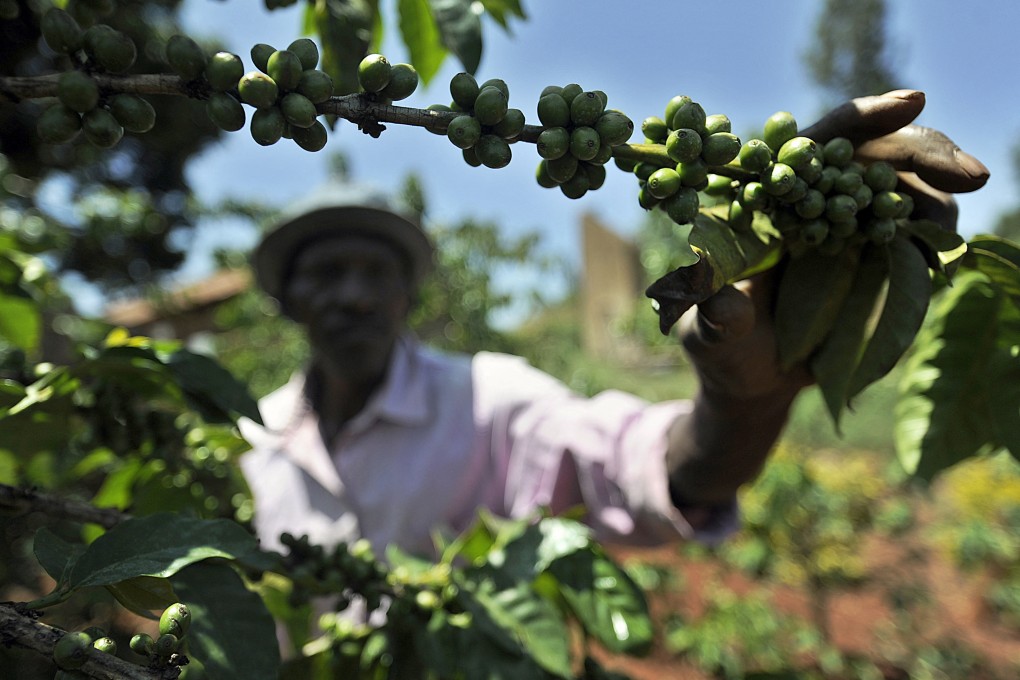 Kenyan coffee producers are hoping to expand exports to China. Photo: AFP