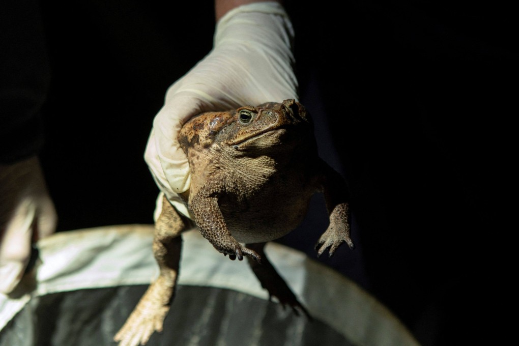 More than 200 cane toads have been found in Nantou county, Taiwan so far. Photo: AFP