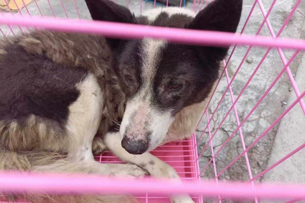 Chinese authorities raided two dog meat facilities in south China that are believed to have been skinning the animals. Photo: Vshine
