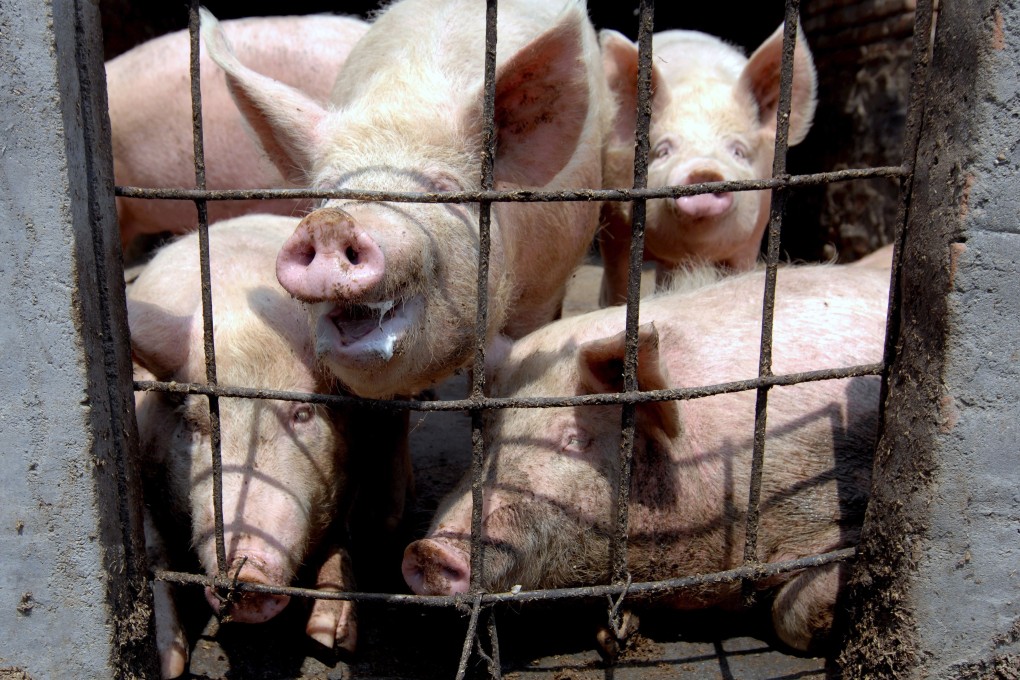 Pigs being fed at a farm in eastern China. Intensive farming subjects animals to unspeakable cruelty, but there is an alternative - veganism - writes Roanne van Voorst. Photo: EPA-EFE