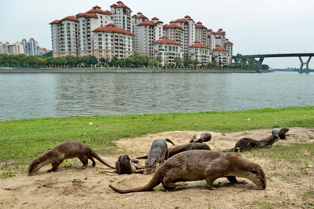 A group of wild otters sand-bathing on a beach in Singapore. File photo: AFP