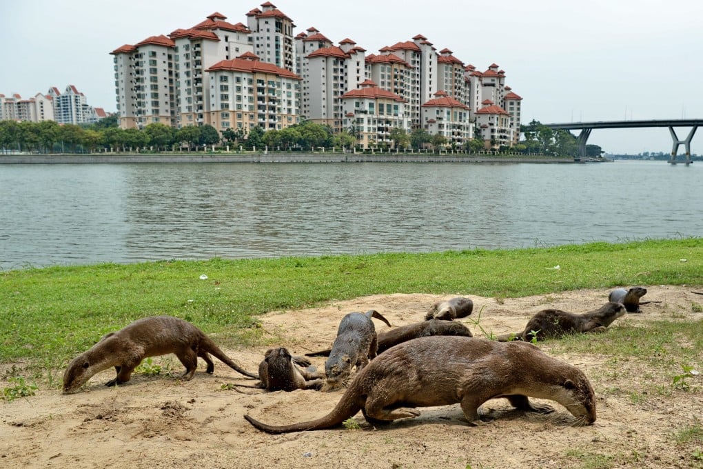 A group of wild otters sand-bathing on a beach in Singapore. File photo: AFP