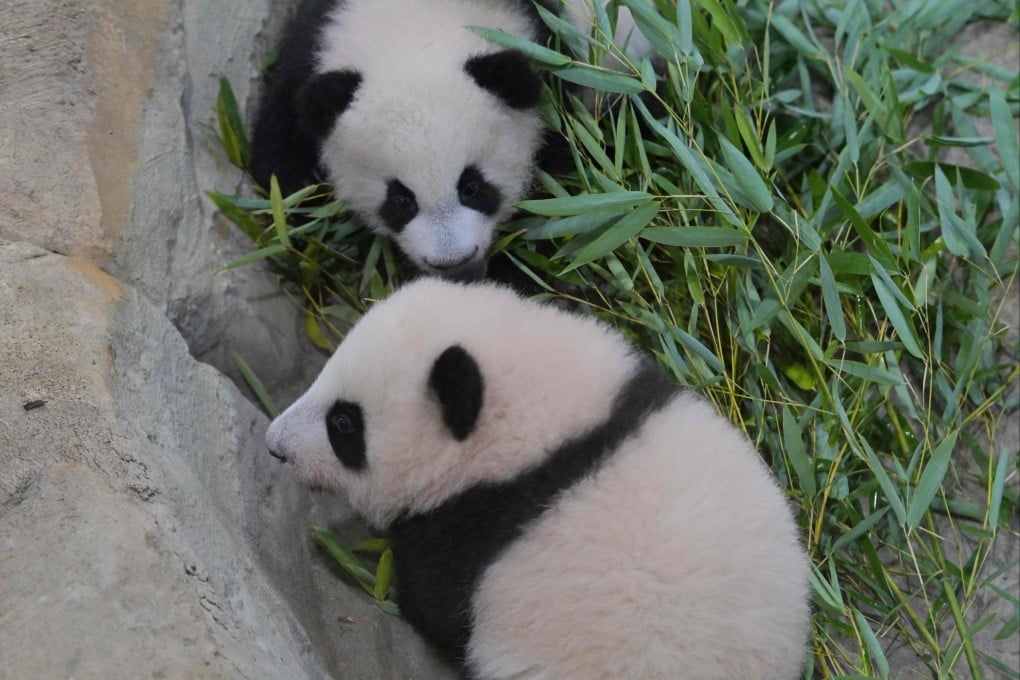 Huanlili and Yuandudu in their enclosure at at the Beauval Zoo. Photo: AFP
