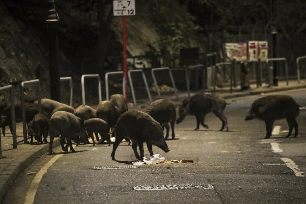 Wild pigs wander along Shum Wan Road looking for food on November 17. Photo: Edmond So