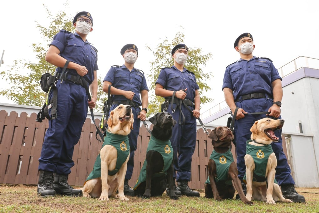 Hong Kong customs officers with the new sniffer dogs Nicky (from left), Wrangler, Quick and Gasper. Photo: Dickson Lee