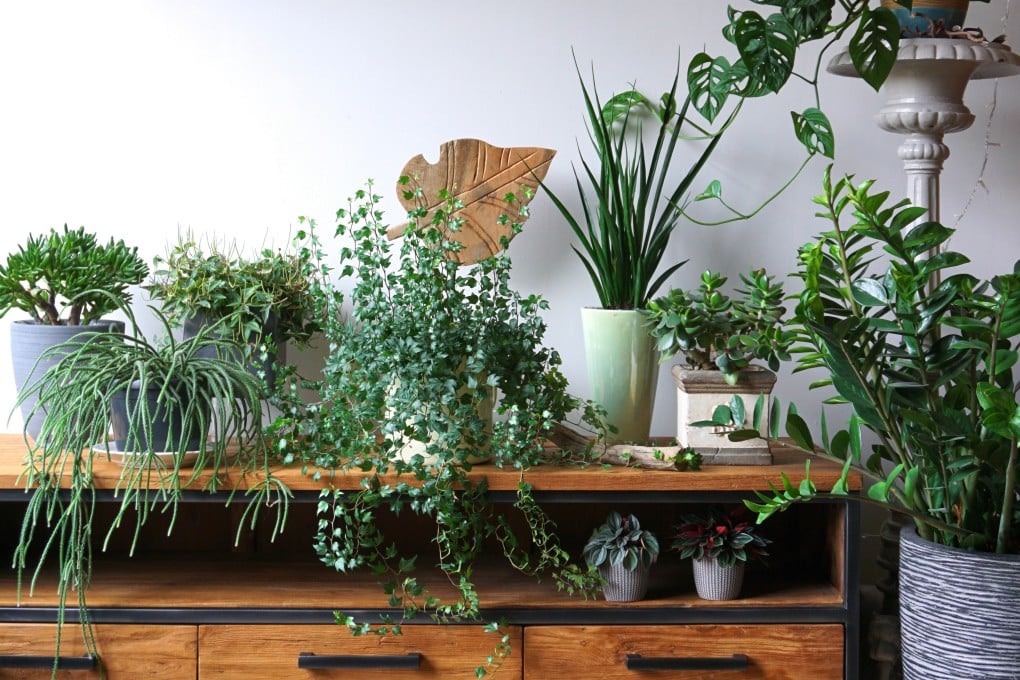 The Covid-19 pandemic sent prices for houseplants in Singapore shooting into the stratosphere. Photo: Shutterstock