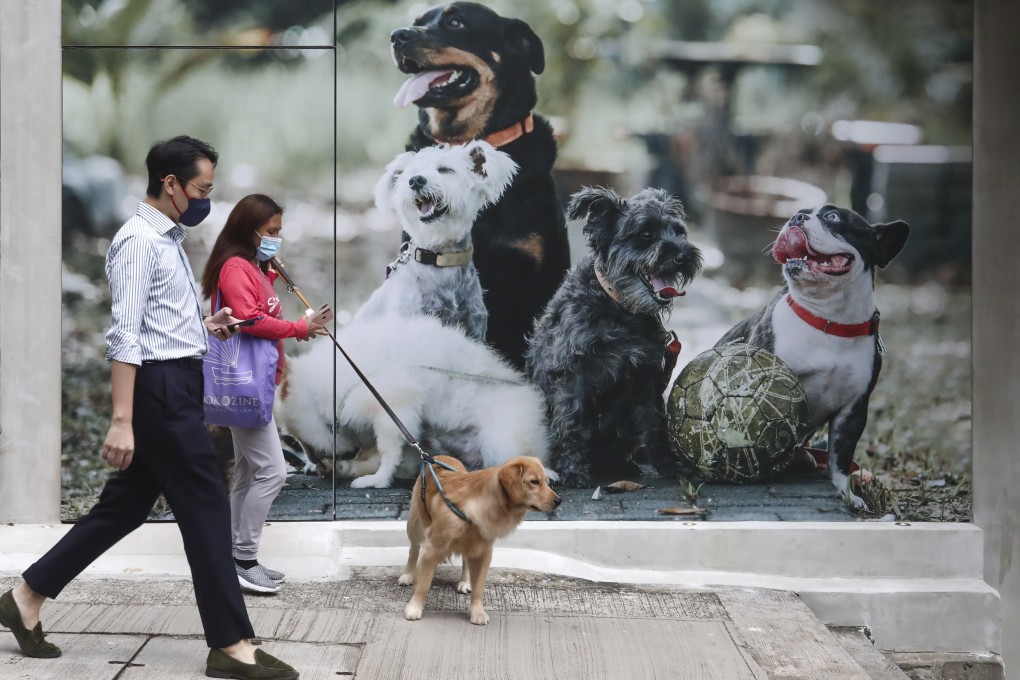 Under the Rabies Ordinance, dogs older than five months must be licensed, vaccinated against rabies and microchipped. Photo: Jonathan Wong