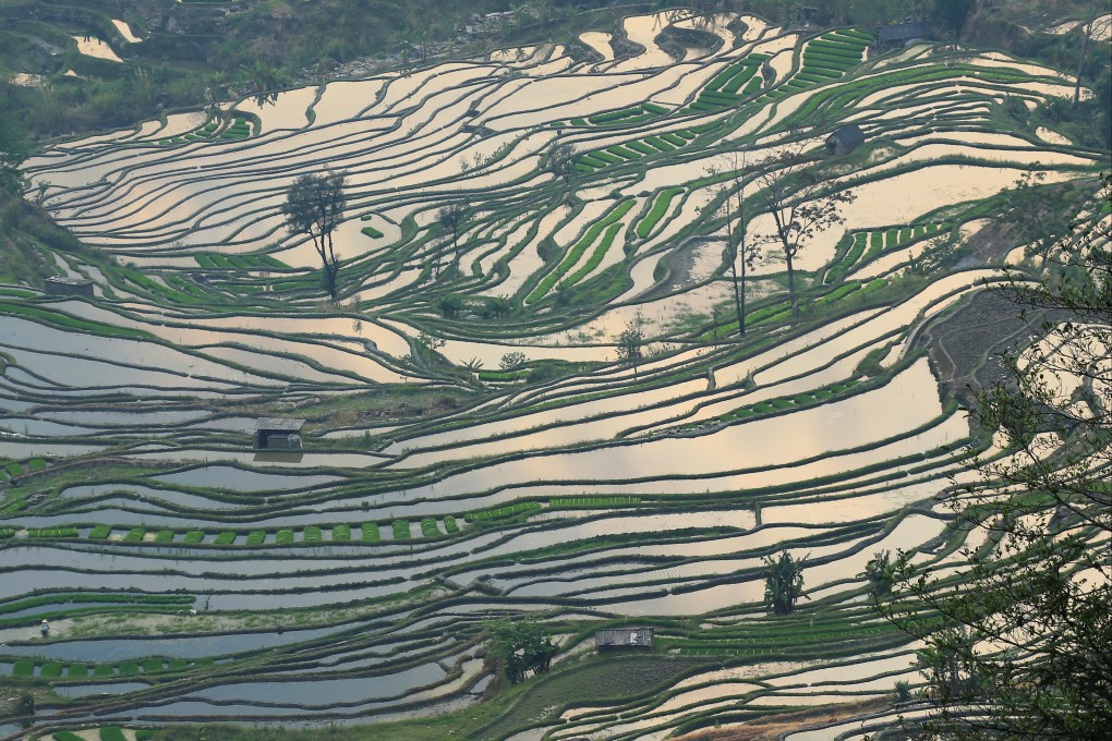 China is the world’s largest rice producer. Photo: Reuters