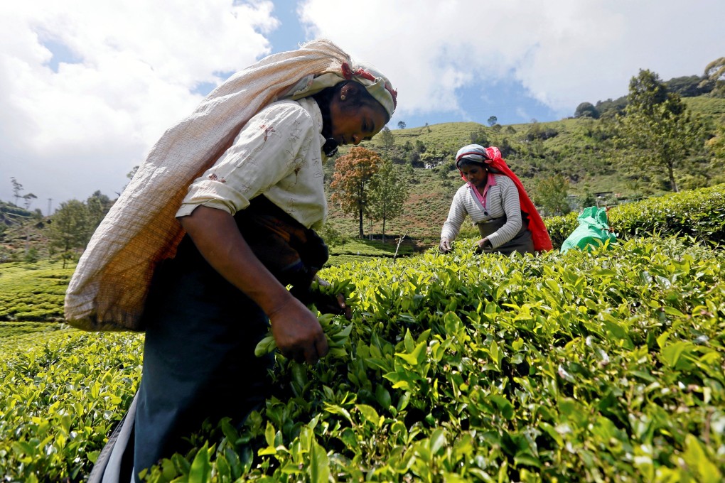 Tea workers pluck leaves at an estate in Nuwara Eliya, Sri Lanka in October 2017. Photo: Reuters