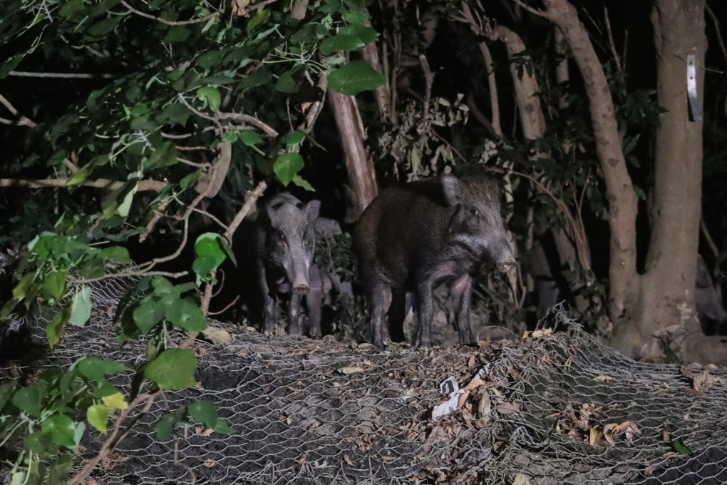 Sightings of wild boars in urban areas have been more common in recent years. Photo: Edmond So