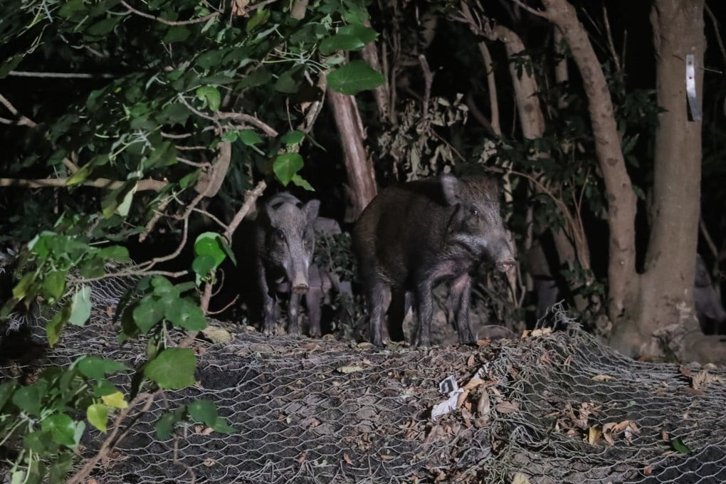 Sightings of wild boars in urban areas have been more common in recent years. Photo: Edmond So