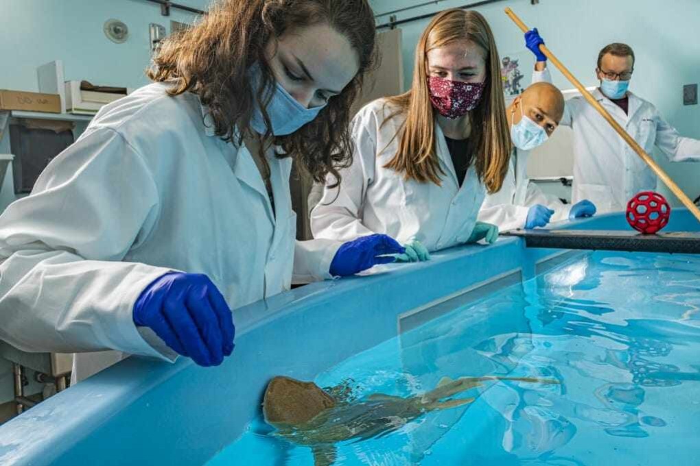Nurse sharks have antibody-like proteins that can neutralise the virus that causes Covid-19 and possible future viruses. Photo: Bryce Richter/ University of Madison Wisconsin