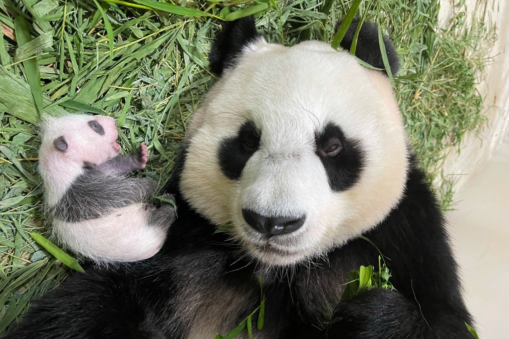 Newly named Chinese panda cub Le Le with her mother Jia Jia in Singapore. Photo: Wildlife Reserves Singapore