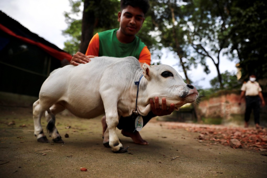 Rani, the world’s smallest cow and her owner in Nabinagar, on the outskirts of Dhaka, Bangladesh. Photo: Reuters
