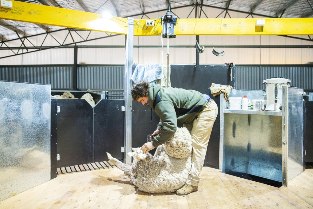 China has boosted the import allowance for Australian wool twice since diplomatic ties began deteriorating in early 2020. Photo: Getty Images