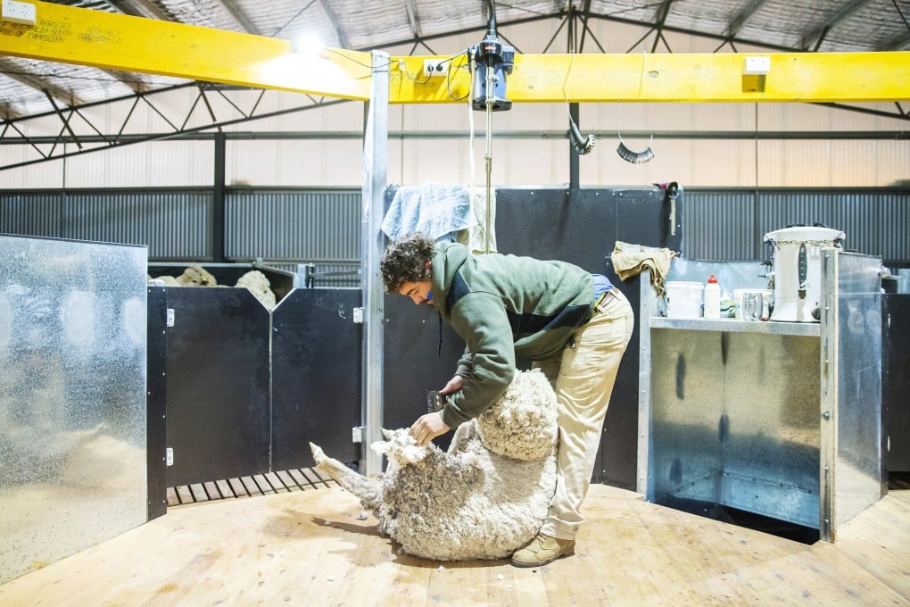 China has boosted the import allowance for Australian wool twice since diplomatic ties began deteriorating in early 2020. Photo: Getty Images