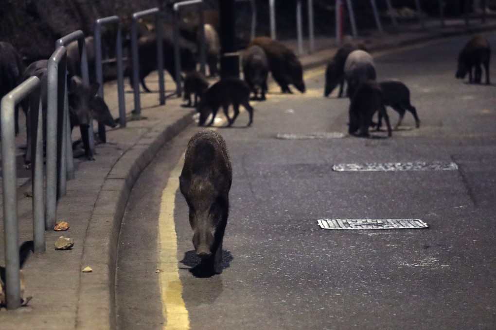 A herd of wild boars are seen on Shum Wan Road in Wong Chuk Hang, during an operation to capture them for culling on November 17. Photo: Edmond So