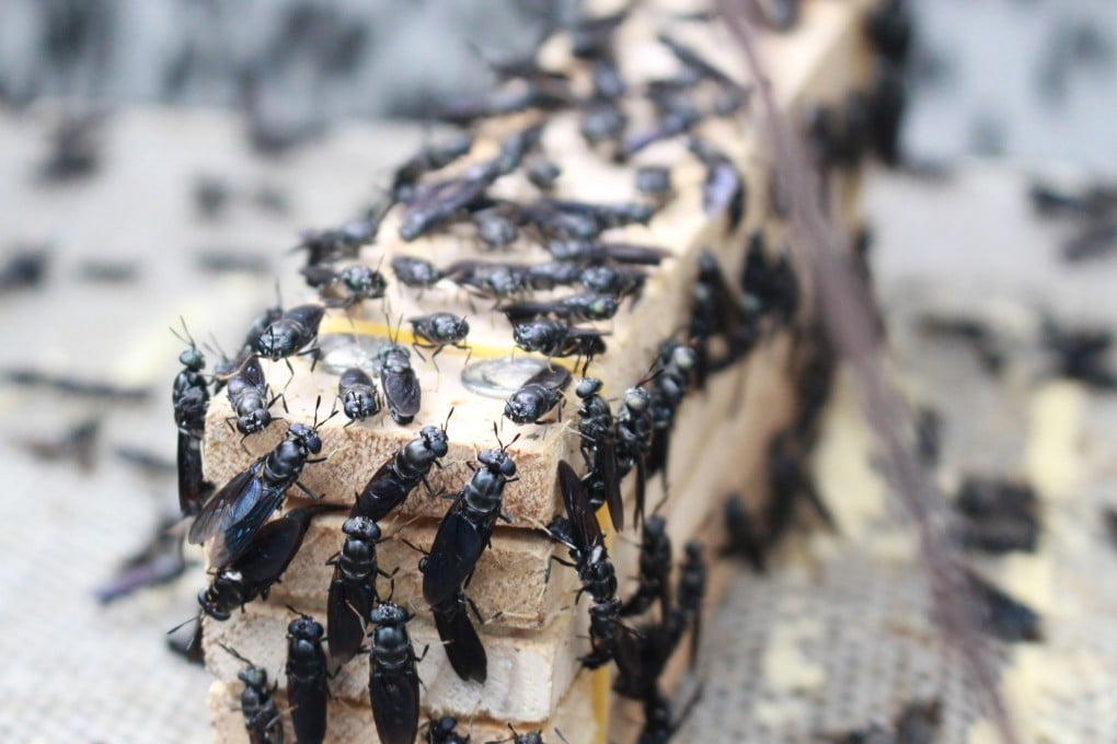Organic Tech will use larvae from black soldier flies to process chicken waste in the New Territories. Photo: Baguio Green Group