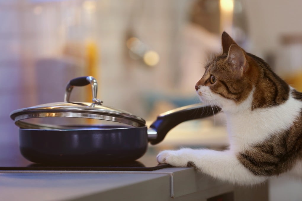 Cats were blamed for starting 107 house fires in Seoul over the past three years, leaving four people injured and causing some US$118,500 worth of damage. Photo: Shutterstock