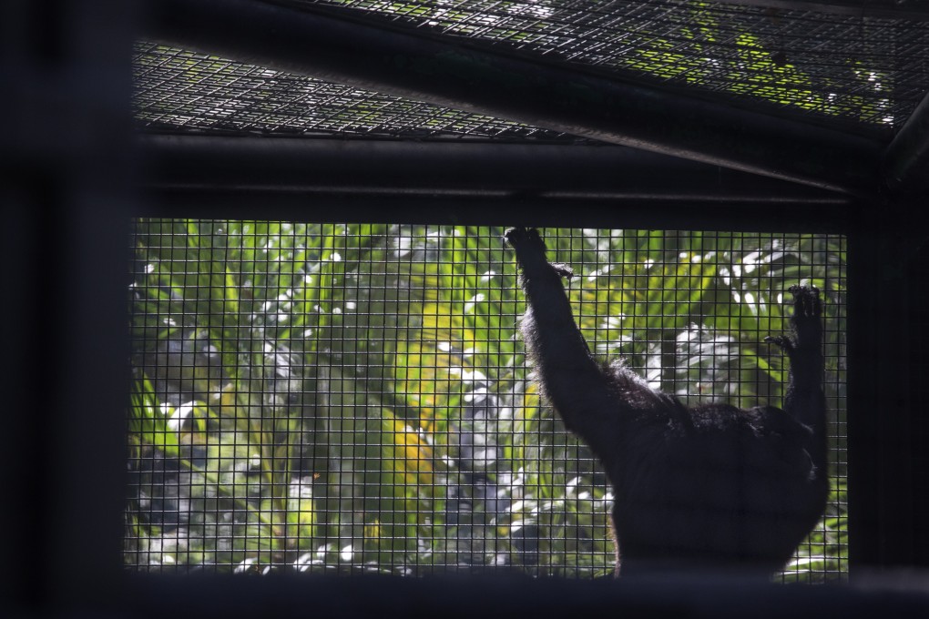 A siamang, or black-furred gibbon, at the Hong Kong Zoological and Botanical Gardens. Critics question its continued confinement of large animals in small cages that lack stimulation. Photo: SCMP/Xiaomei Chen