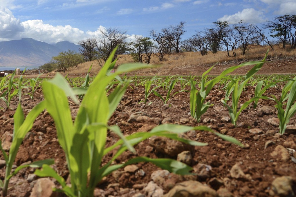 A Chinese scientist who had worked for Monsanto and one of its subsidiaries has admitted stealing an agriculture trade secret after investigators found intellectual property on one of his electronic devices after he left the companies. Photo: The Maui News via AP, File