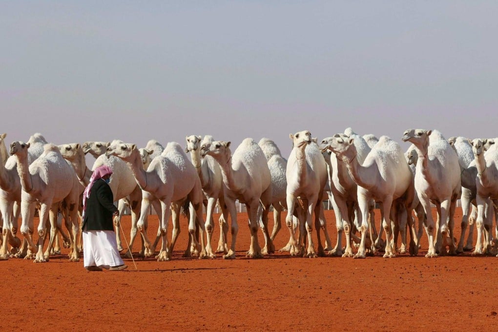 Camels during the sixth King Abdulaziz Camel Festival, 161km from the capital Riyadh. The festival this weekend has, for the first time, introduced a round for female camel owners. Photo: AFP