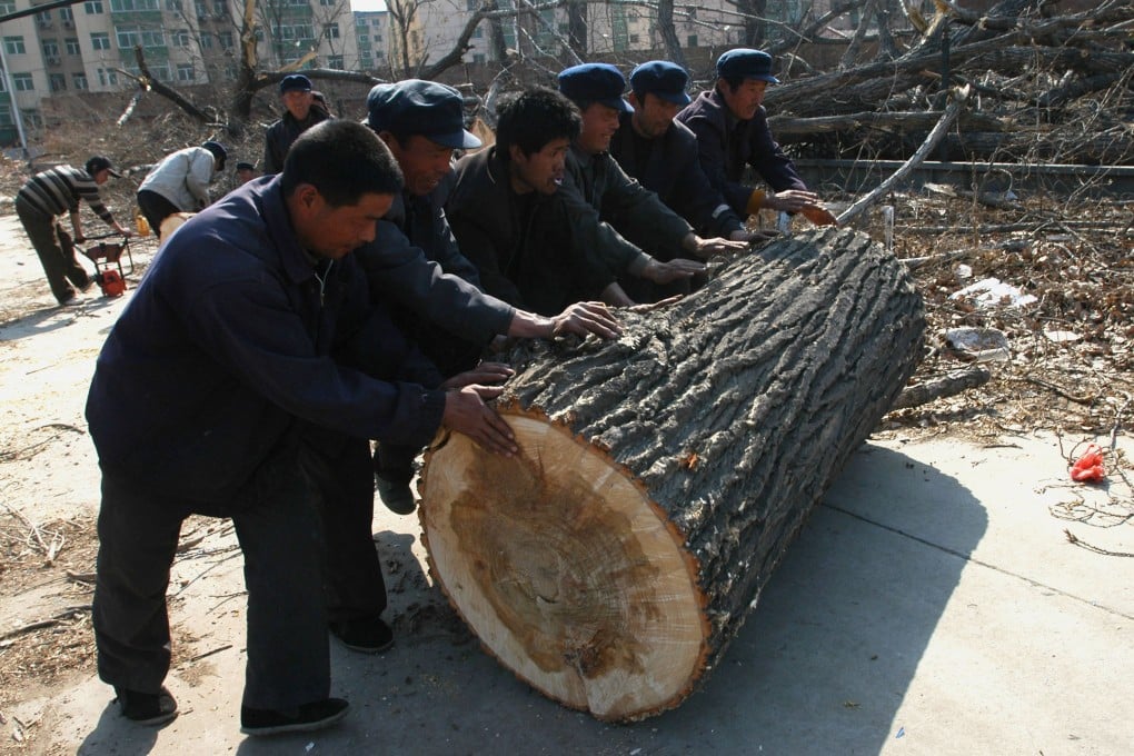 Workers roll a log in a wood in Beijing, China. Excessive tree-cutting has accelerated desertification and soil erosion in many regions of China. Photo: Getty Images