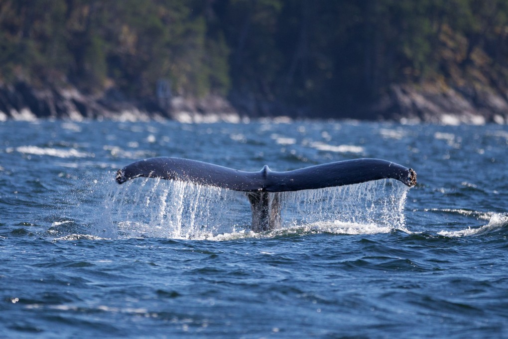 A humpback whale dives near Quadra Island in the northern Salish Sea off western Canada. Their numbers are growing there following conservation efforts. Photo: Daniel Allen