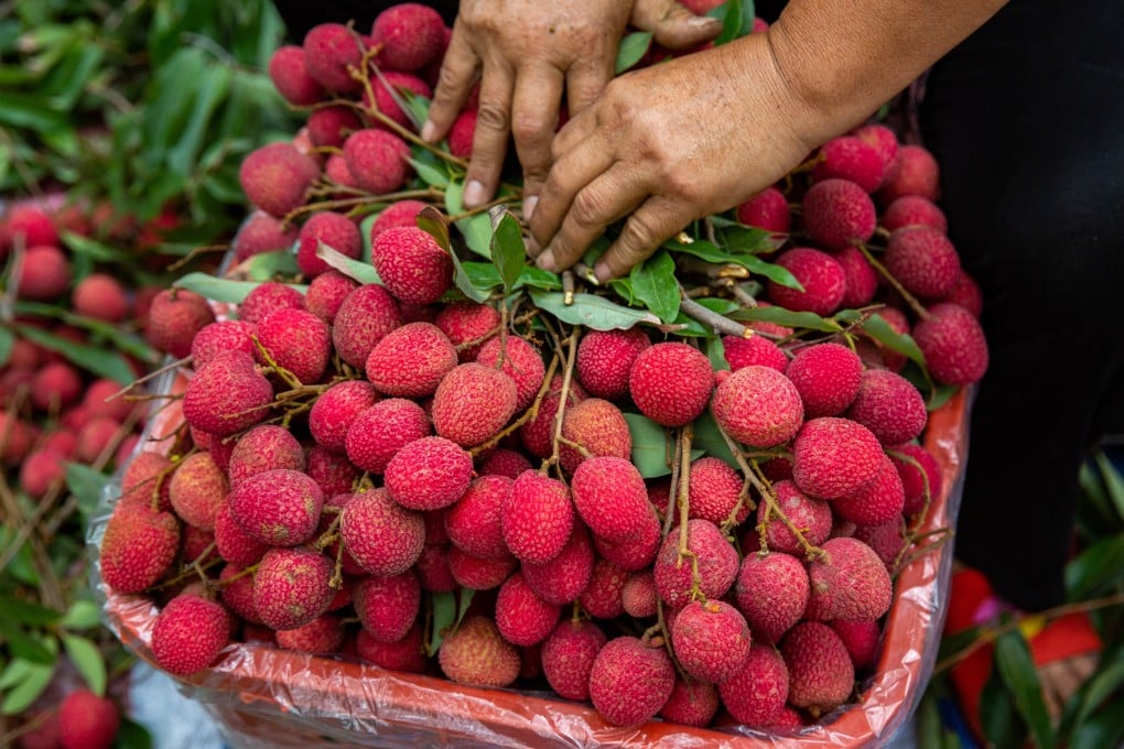 The history of the beloved lychee stretches back thousands of years, but its origins were a mystery. Photo: Getty Images