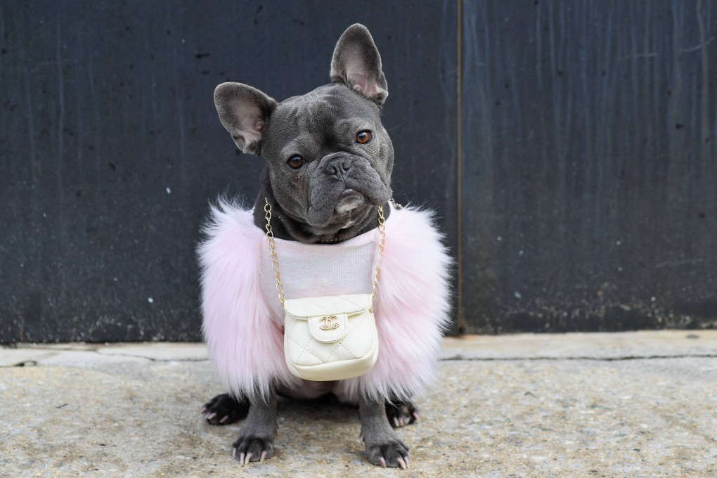 French bulldogs are a tempting target for thieves because of their high resale value - US$3,500 to US$5,000 or more. Photo: AFP