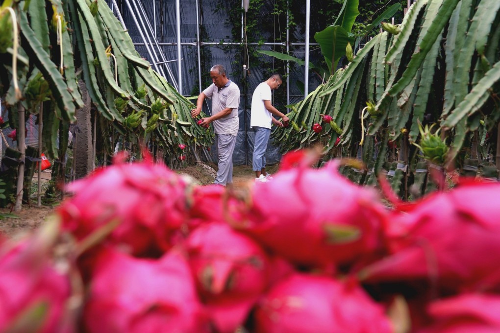 A major land trade hub in China’s north, Manzhouli city has banned all imported fruit, including dragon fruit (pictured). Photo: Xinhua