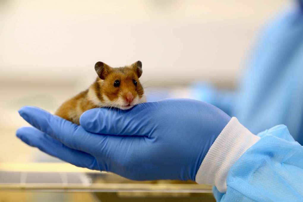 A pet shop worker’s suggested infection by hamsters from the Netherlands has heightened concerns amid a widening Omicron community outbreak. Photo: Handout