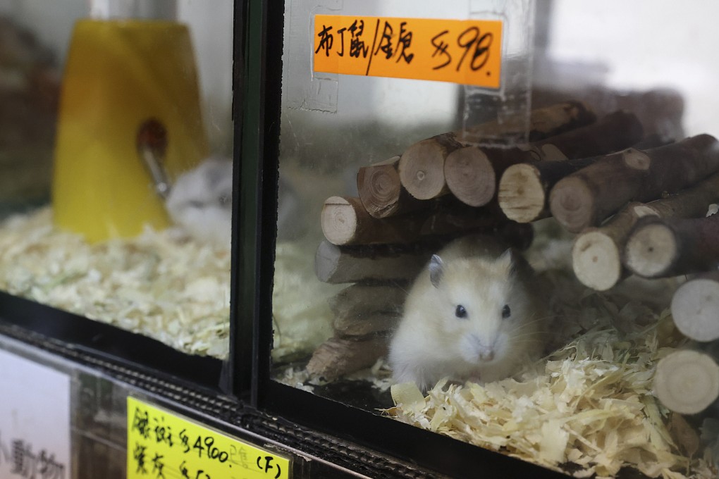 Hamsters and other small animals in pet shops across Hong Kong are facing a mass cull after a number of imported hamsters tested positive for Covid-19. The decision to euthanise 2,000 animals has sparked public outrage. Photo: Nora Tam