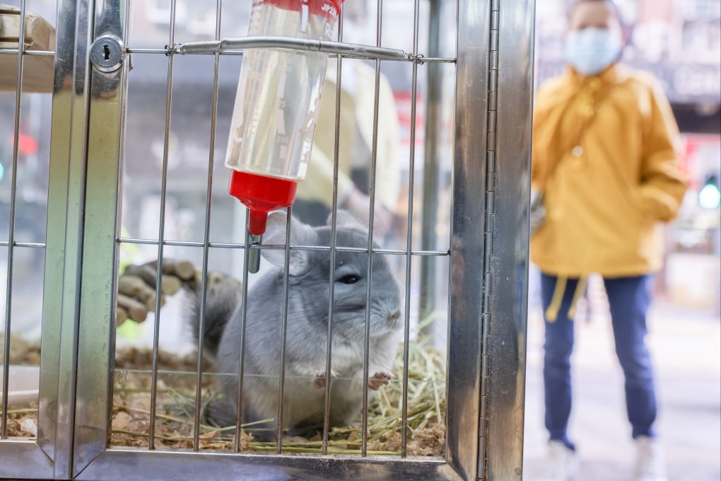 The decision to cull the hamsters has sparked outrage among pet owners and animal welfare groups. Photo: Nora Tam