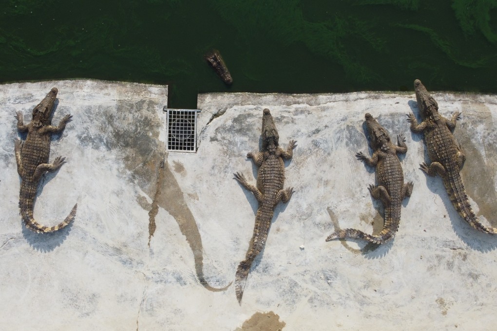 Flying off the shelves: crocodile meat from Wichai’s farm in Thailand is in high demand due to a surge in the price of pork. Photo: Kobboon Chatrakrisaeree