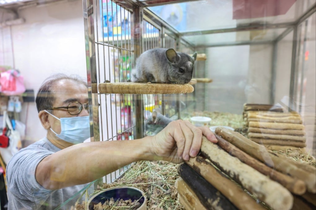 Hamsters kept at Chinchilla & Pets Shop in North Point. Photo: Nora Tam
