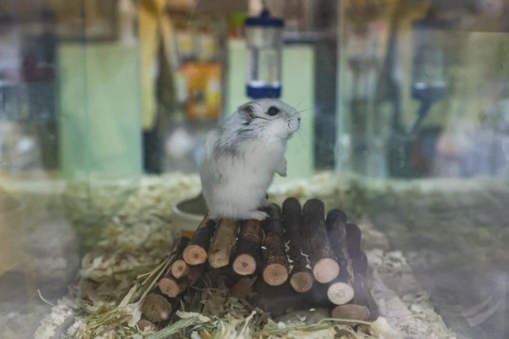 Hong Kong pet owners began dropping off their hamsters at a government facility on Wednesday in compliance with a mass cull of the tiny rodents. Photo: Nora Tam