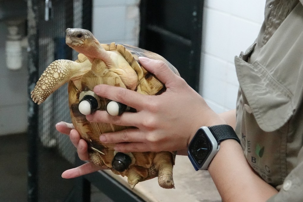 “Shelley” the three-legged ploughshare tortoise is fitted with roller wheels at Kadoorie Farm and Botanical Garden, Hong Kong. Her smuggling from Madagascar highlights how Hong Kong plays a huge part as a gateway for the illegal wildlife trade. Photo: KFBG Hong Kong / Chester Zoo UK / Red Door News