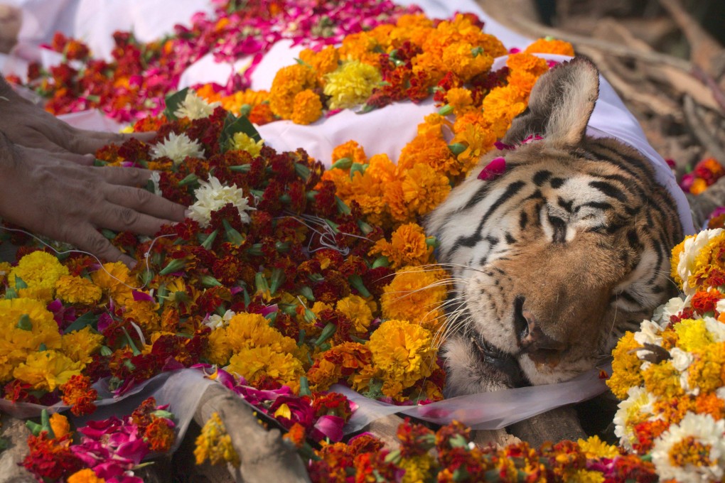 The funeral ceremony of Collarwali the tigress at the Pench Tiger Reserve in the Karmajhiri range, India. Photo: AFP
