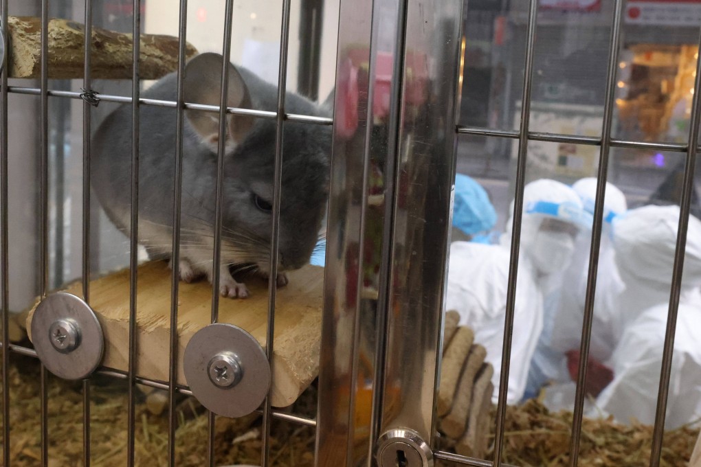 Government workers in protective gear arrive at Chinchilla And Pets Shop in North Point to collect its hamsters on January 19. A mass cull was ordered after some hamsters at another pet shop tested positive for Covid-19. Photo: Nora Tam