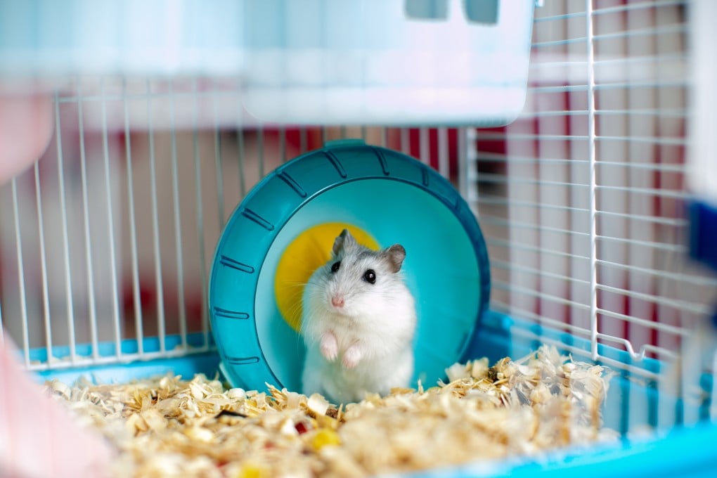 The Agriculture, Fisheries and Conservation Department made the call to cull about 2,000 hamsters earlier this week. Photo: Shutterstock