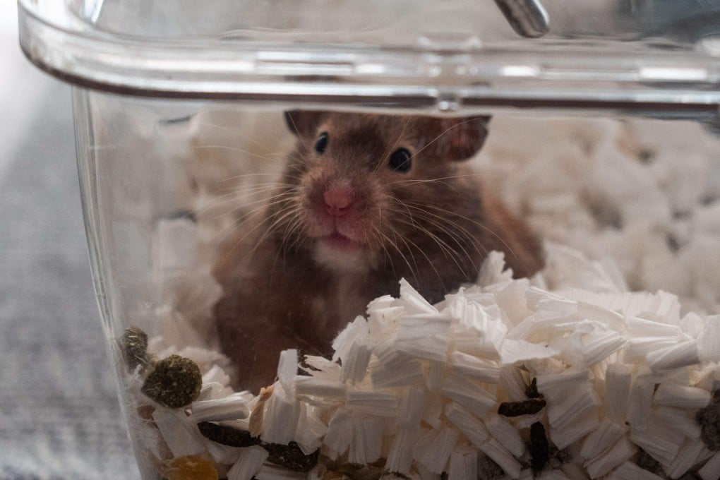 The Hong Kong government has ordered 2,000 hamsters culled due to the risk that they may carry the Covid-19 virus that could be transmitted to humans. Photo: AFP