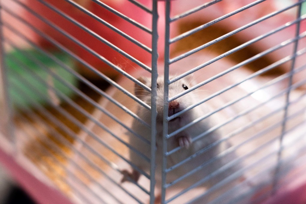 A hamster plays inside a cage before being dropped off for culling at the New Territories South Animal Management Centre in Hong Kong, January 19, 2022. Photo: AFP