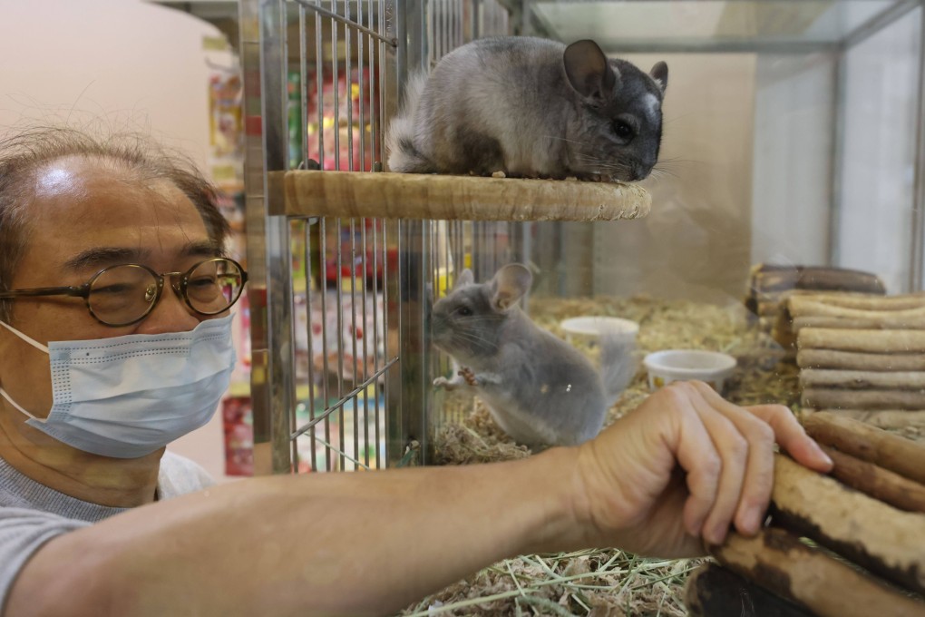 Hamsters kept at Chinchilla And Pets Shop in North Point. Photo: Nora Tam