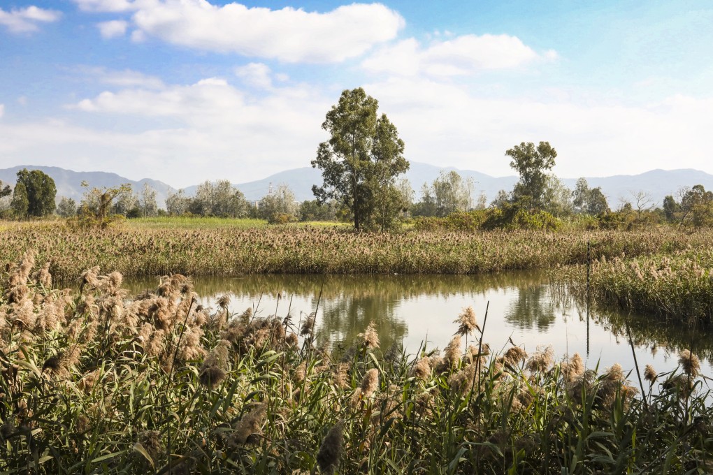 Nam Sang Wai wetland area in Yuen Long. Photo: Jonathan Wong